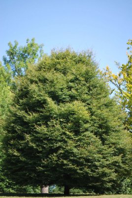 Fagus sylvatica 'Asplenifolia' - buk lesní - letní habitus (118)
